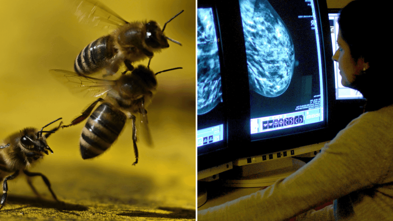 Bee Venom Kills Breast Cancer Cells in Under an Hour