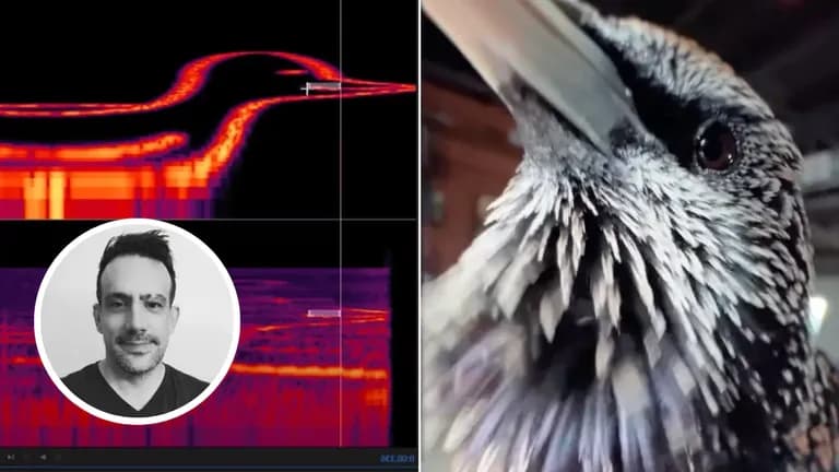Close-up of a starling bird and spectrogram showing a bird-shaped waveform used by musician Benn Jordan to store an image as sound.