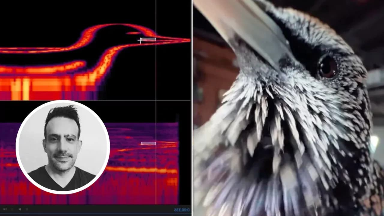 Close-up of a starling bird and spectrogram showing a bird-shaped waveform used by musician Benn Jordan to store an image as sound.