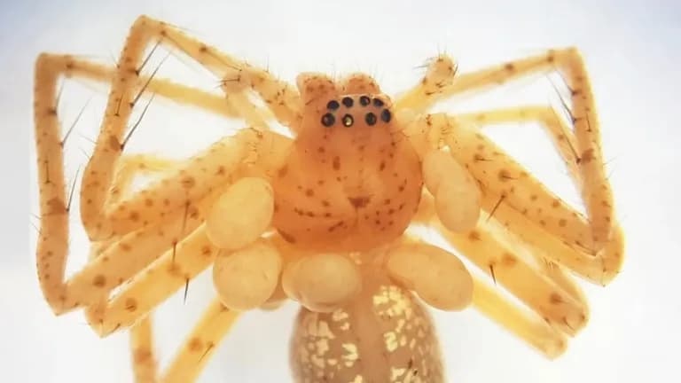 Larval mites form a pearl-like chain on a juvenile spider from the Sparassidae family. Credit: Ricardo Bassini-Silva