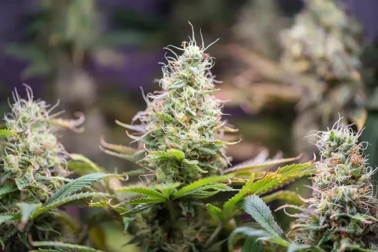 Autoflower-plant-flowering