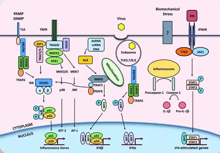 Targeting inflammatory pathways