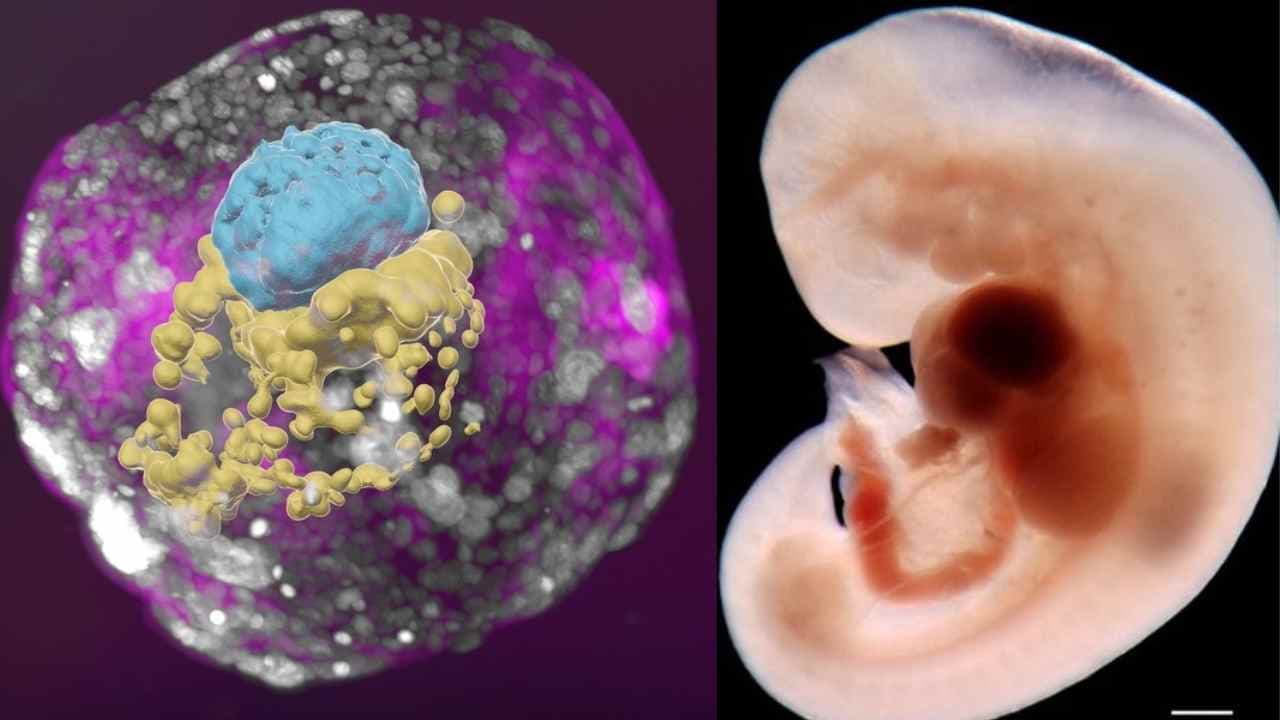 Shocking 'Living Human Embryo' Without Eggs or Sperm Can It Grow Into A Real Human Being
