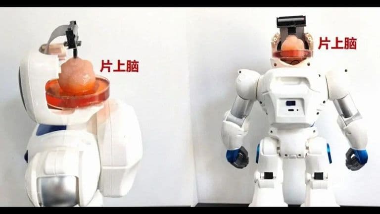 robot human brain resize
