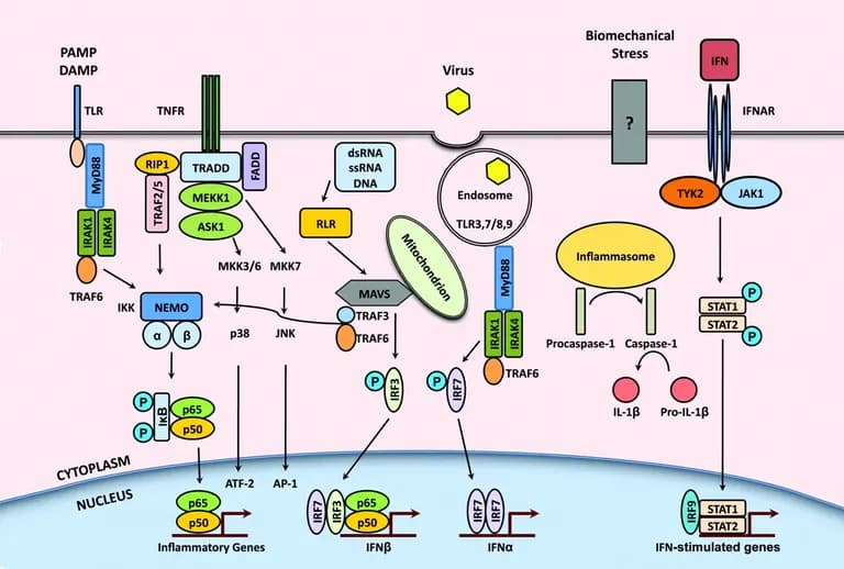 Featured image for targeting-inflammatory-pathways