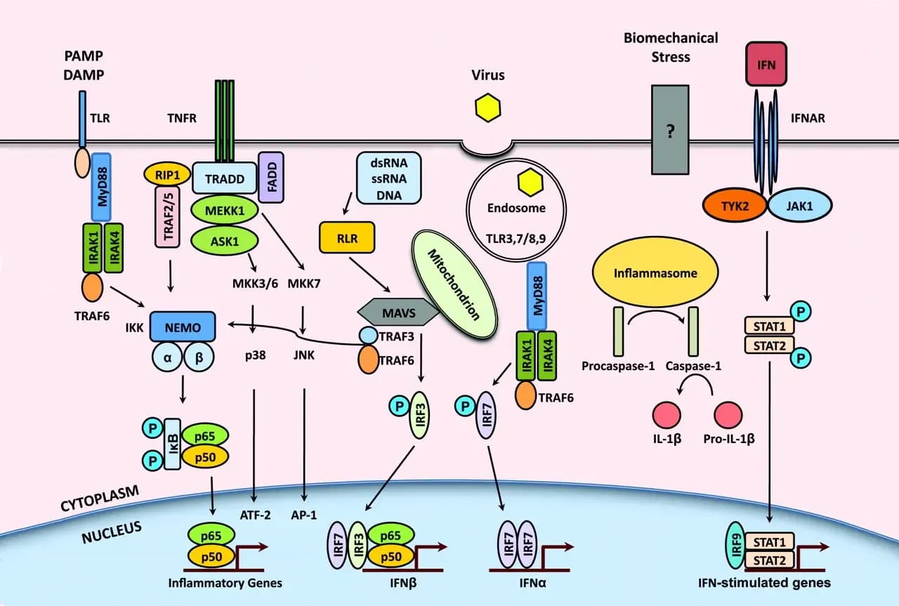 Featured image for targeting-inflammatory-pathways
