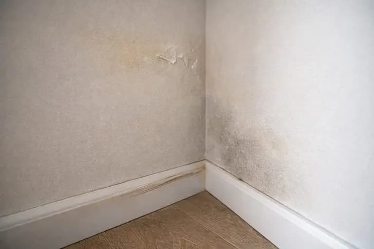 Hidden Mold Behind Walls