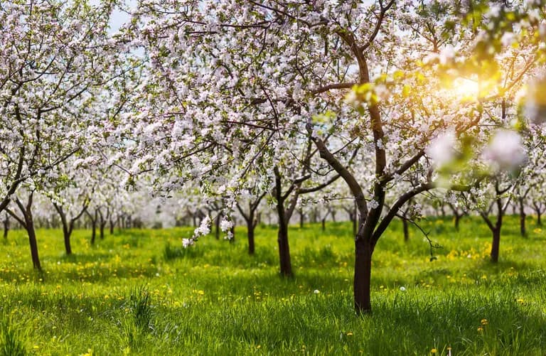 Maintaining A Productive Orchard