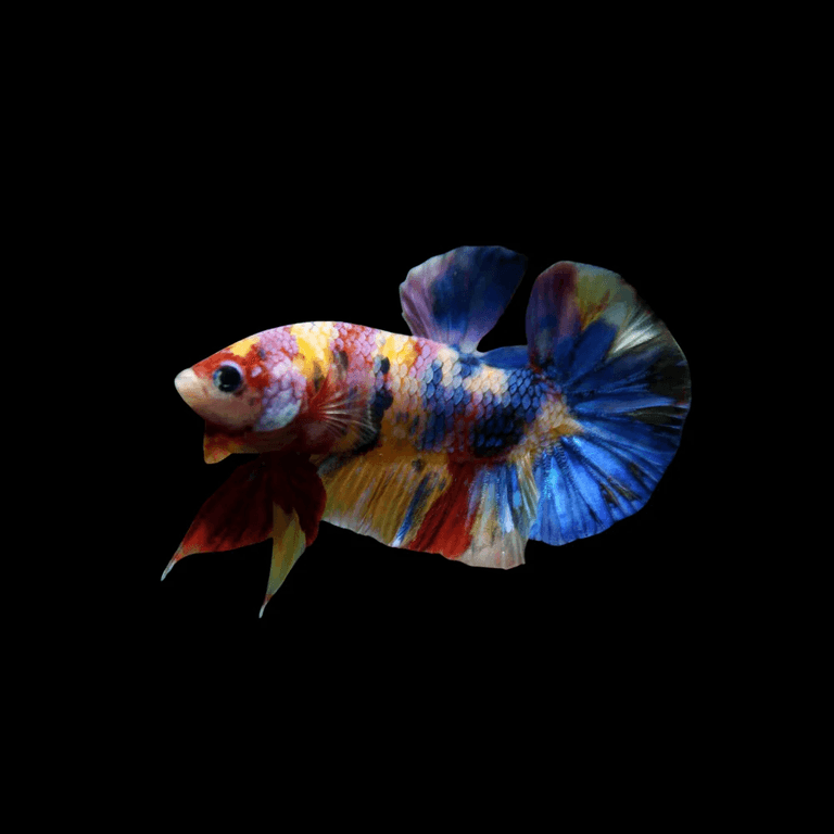 Thai betta fish