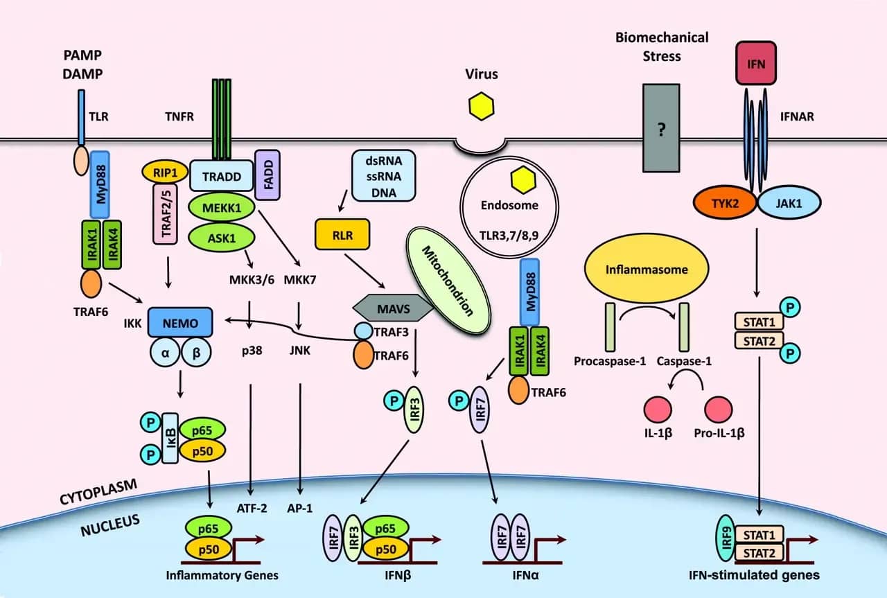 Featured image for targeting-inflammatory-pathways