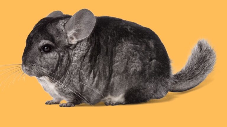 Chinchilla-An adorable rodent & here is all you need to know about Chinchillas