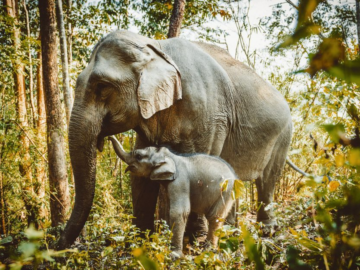 Discover an Elephant Conservation Center in Thailand