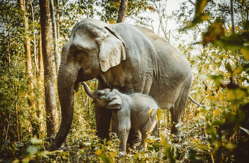 Discover an Elephant Conservation Center in Thailand
