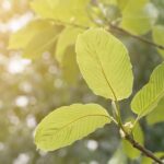 Kratom and its 5 Benefits and 5 Shortcomings