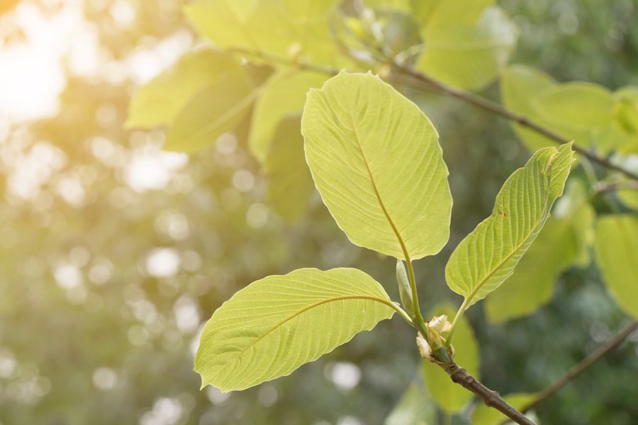 Kratom and its 5 Benefits and 5 Shortcomings