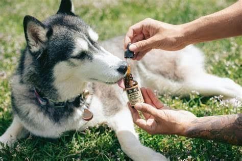 Things to Know about CBD Oil for Dogs
