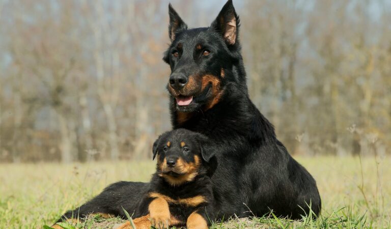 Top Dog Breeds for Protection