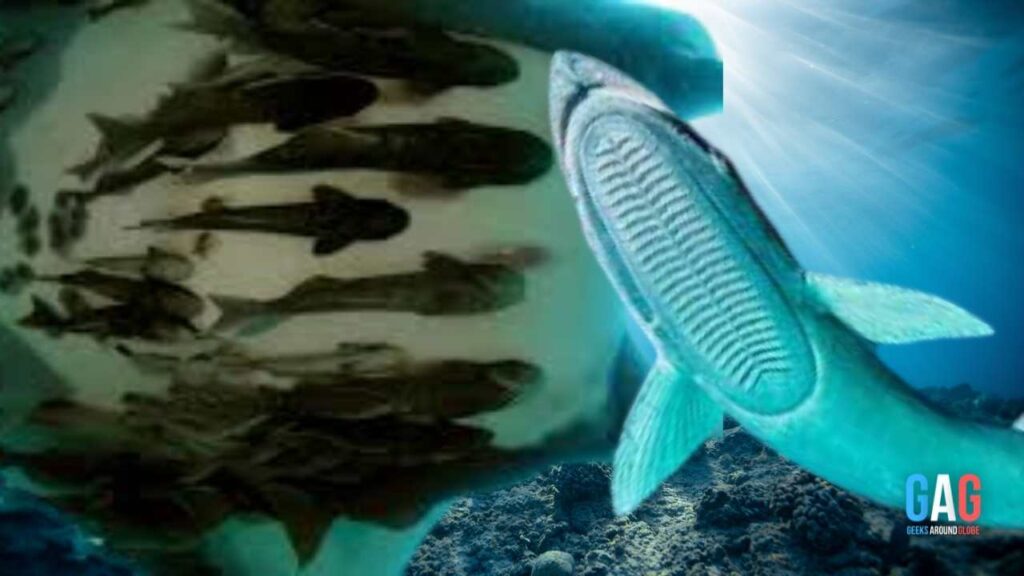 How did Remora stick to the sharks and whales