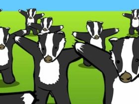 Here is All you need to know about Badgers meme