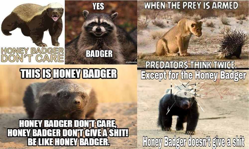 meme from Badgers meme
