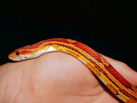 Are corn snakes the best pet snake