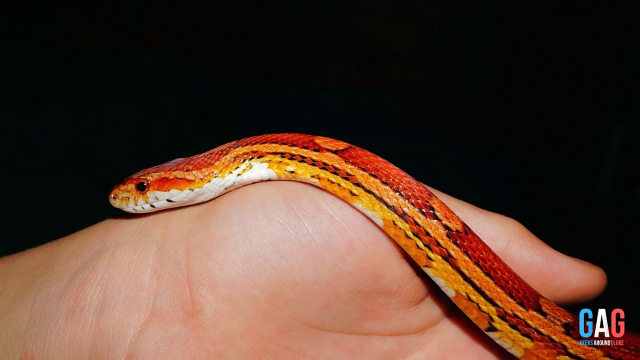 Are corn snakes the best pet snake
