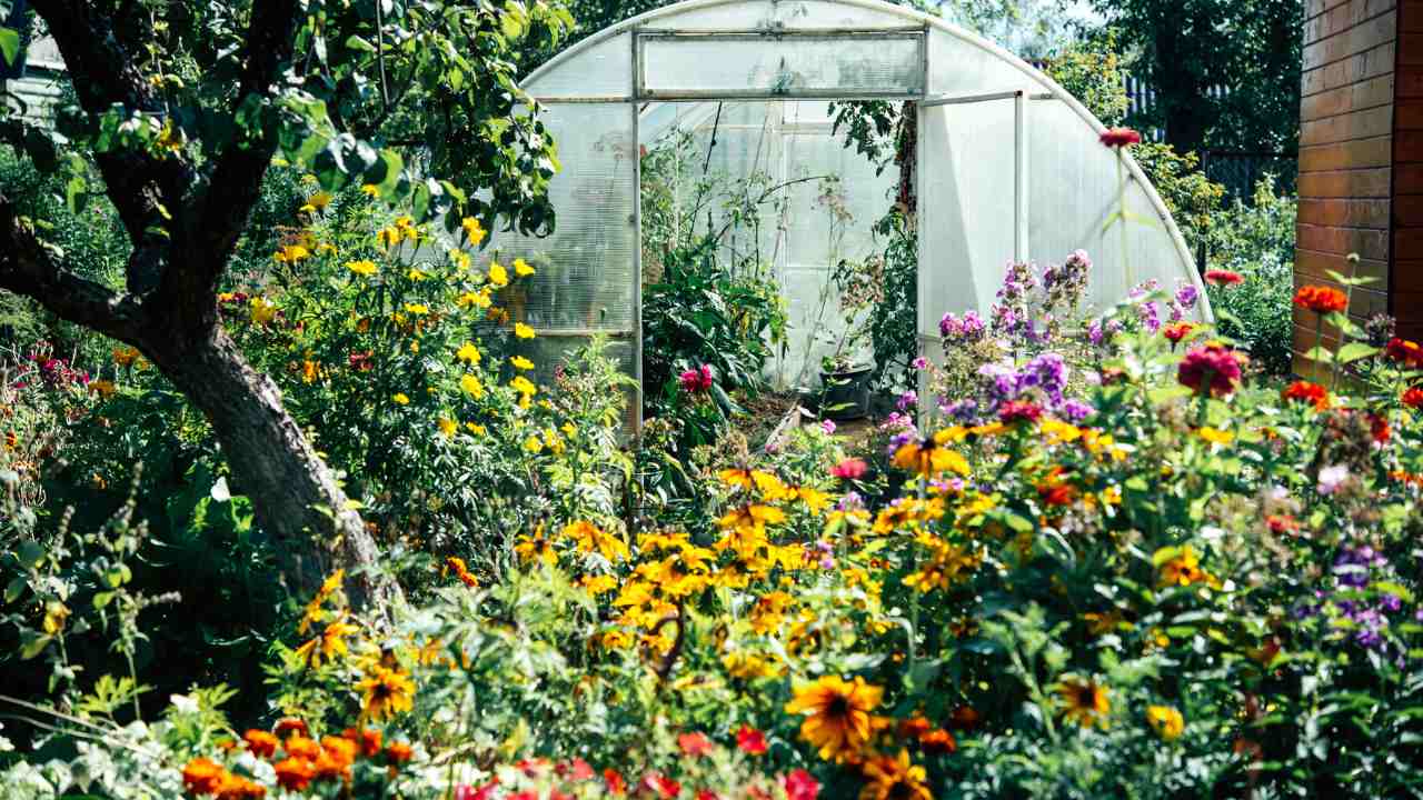 Janssens-Royal-Victorian-Greenhouse