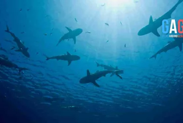 Lemon Sharks In Danger: The Threats They Face