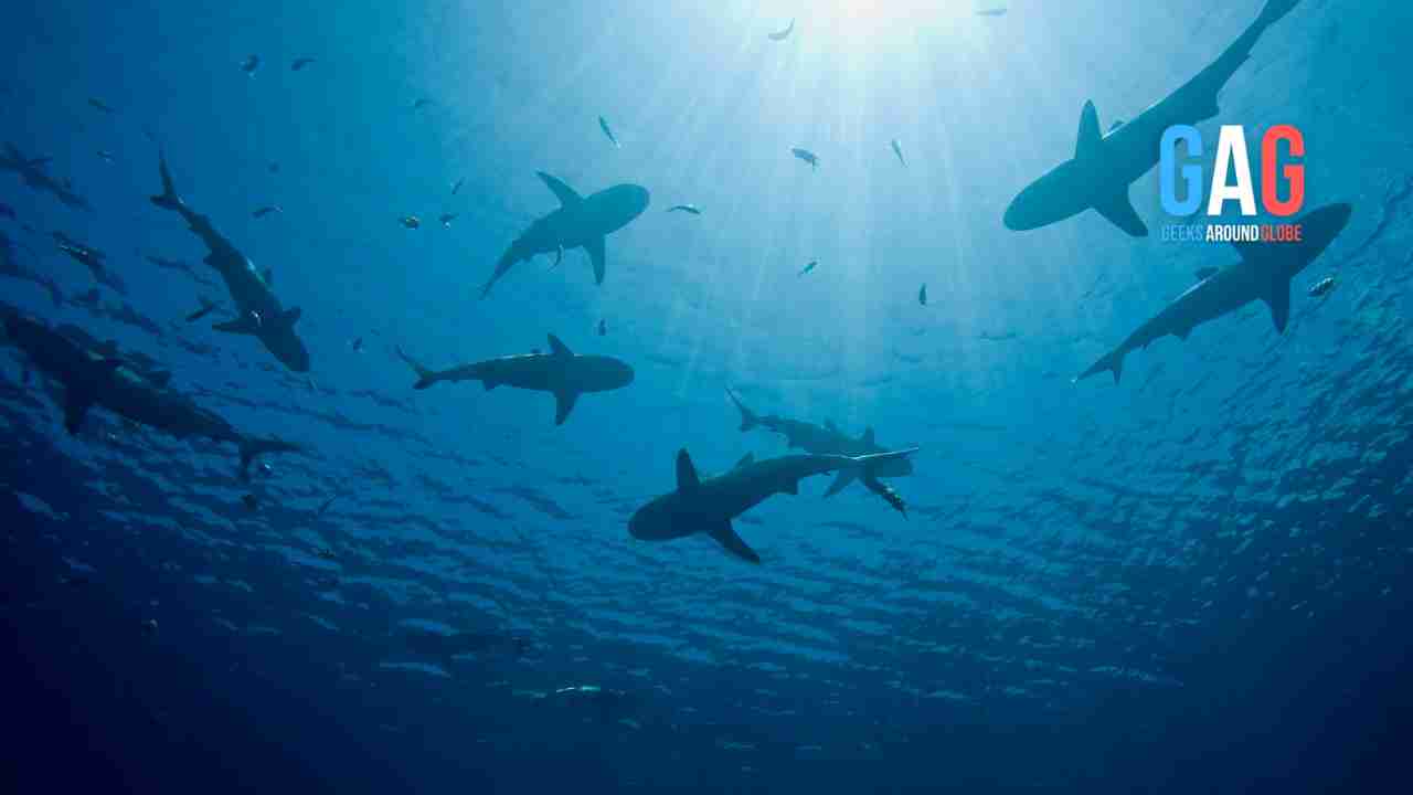Lemon Sharks In Danger: The Threats They Face
