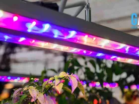 How LED Grow Lights Help You Achieve Greener and Lusher Results Indoors