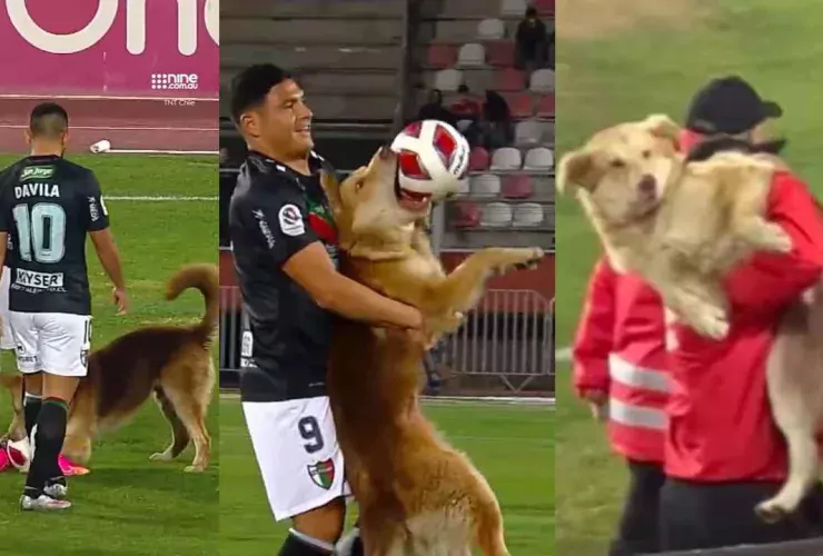 A puppy who stole the ball during the Premier football game Here is what happens?