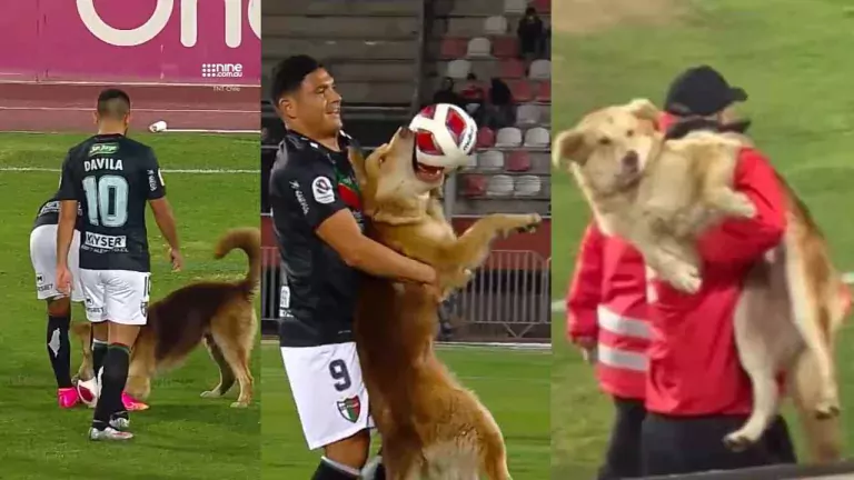 A puppy stole the show during the Premier football game | Here is what happened.