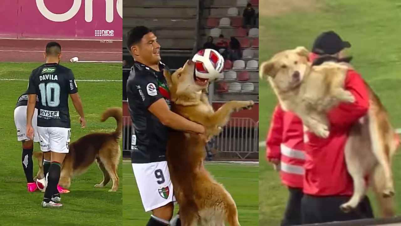 A puppy who stole the ball during the Premier football game Here is what happens?