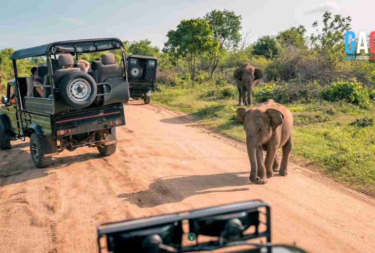 Arusha National Park Safari: An Unforgettable Adventure Awaits