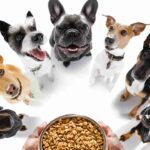 Benefits of Healthy Dog Treats