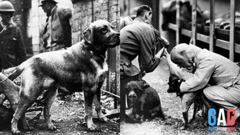 British Pet Holocaust | Another Tragic Event of WWII 