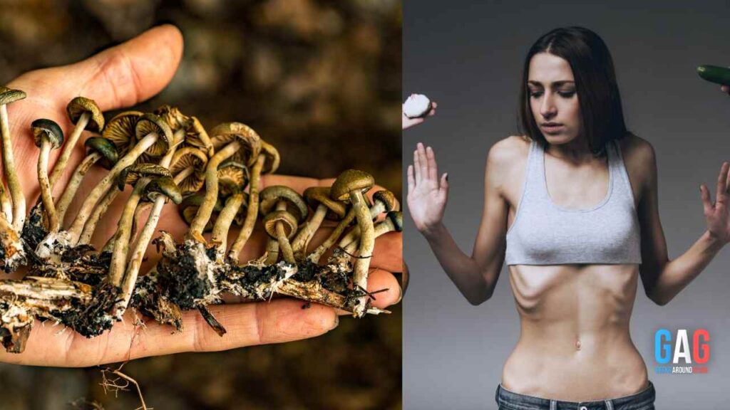 'Magic Mushrooms' Offers A Hope In Treating Eating Disorders A New Study Reveals Incredible Findings! (1)