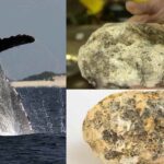 Whale Vomit Is Worth Millions! Discover The Surprising Reasons Behind The Value Of Whale Vomit. (1)
