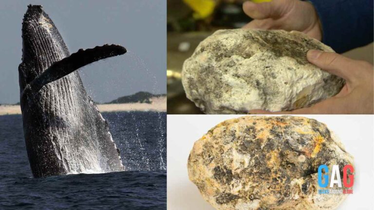 Whale Vomit Is Worth Millions | Discover The Surprising Reasons Behind The Value Of Whale Vomit.