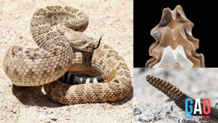 What is inside the Rattlesnake’s Rattling tail And How does it Make Sound?