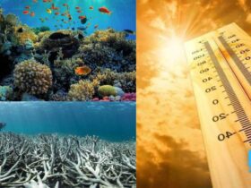 Florida's Coral Reefs on the Brink of Collapse with the extreme heat What's Really Happening (1)