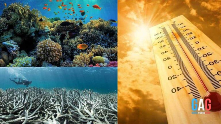 Florida’s Coral Reefs on the Brink of Collapse with the Extreme Heat | What’s Really Happening?