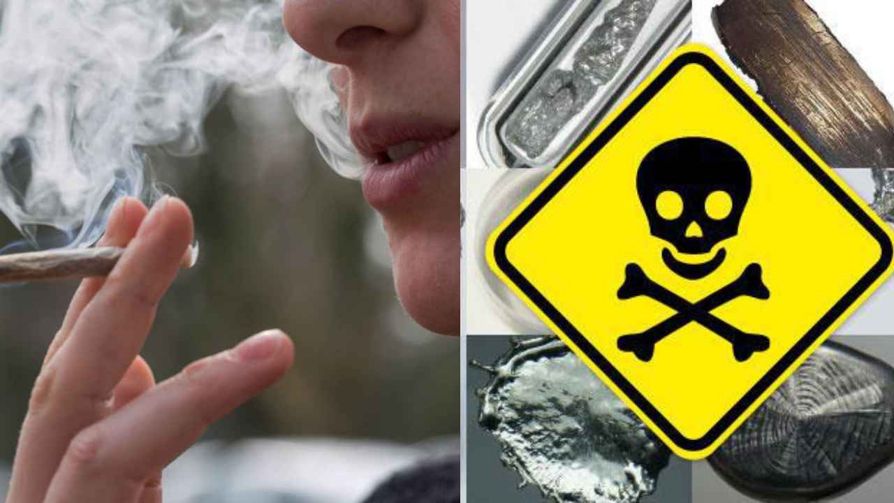 Marijuana Users at Risk for Heavy Metal Exposure, Study Warns