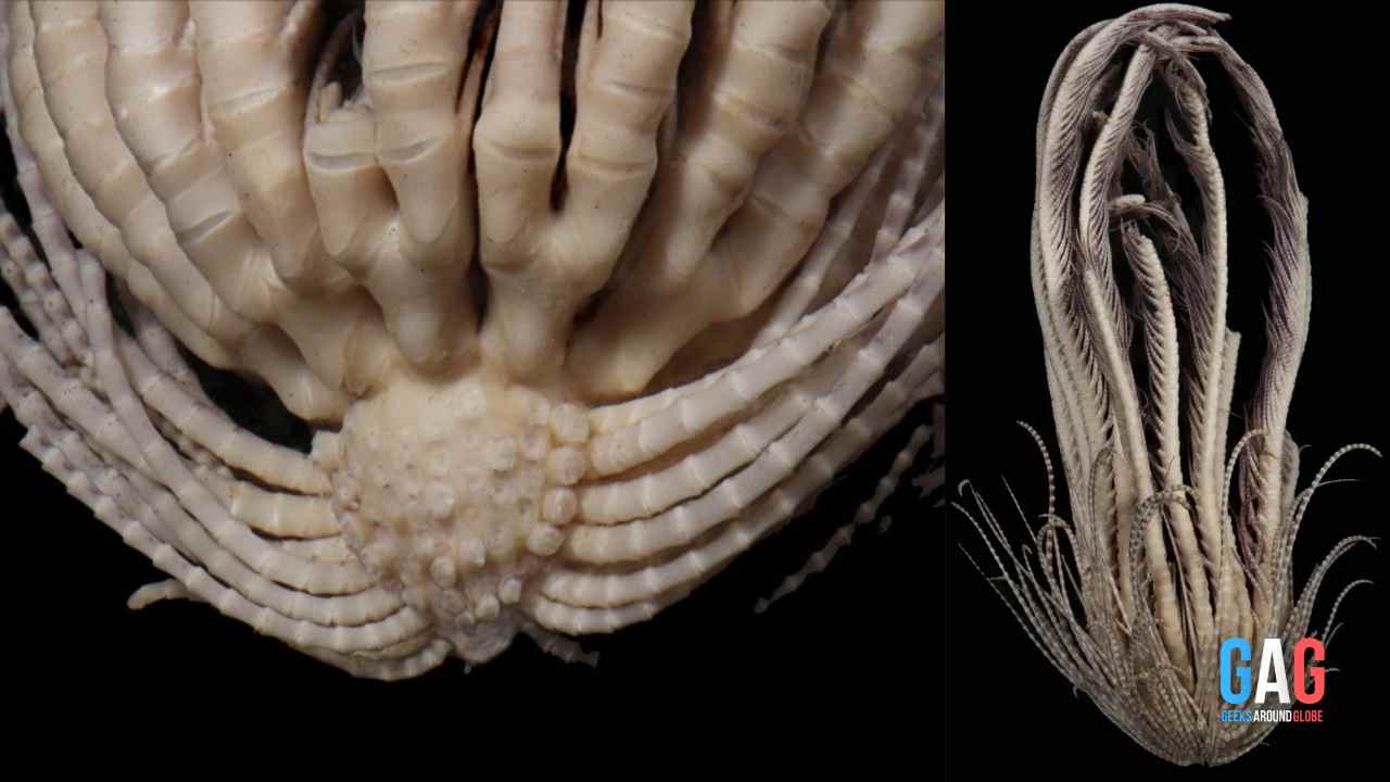 Scientists Discover A New 'Sea Monster' With 20 Arms!