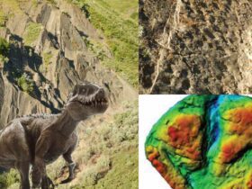 Scientists Discover The Largest Dinosaur Track Site In Alaska!