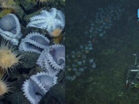Scientists Find A Huge Octopus Garden In A 10,000 Feet Down Underwater Volcano!