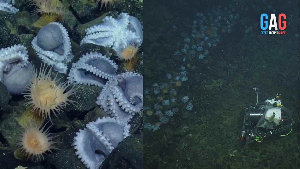 Scientists Find A Huge Octopus Garden In A 10,000 Feet Down Underwater Volcano!