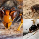 Why Are U.S Authorities Warning About The Invasive Yellow-legged Hornets Species