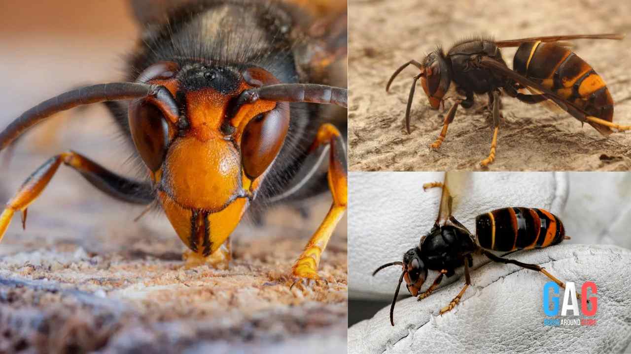 Why Are U.S Authorities Warning About The Invasive Yellow-legged Hornets Species