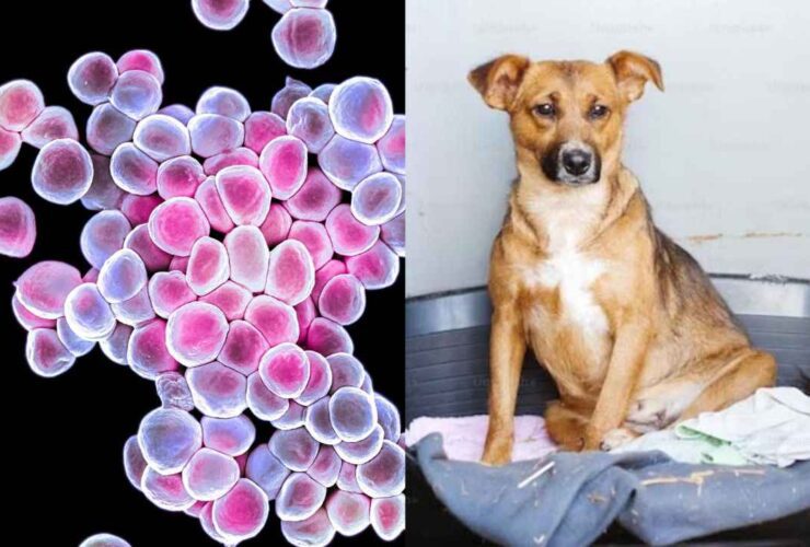 Incurable Deadly Bacterial Infection Has Spread to Humans From Dogs in UK, 2 Cases reported